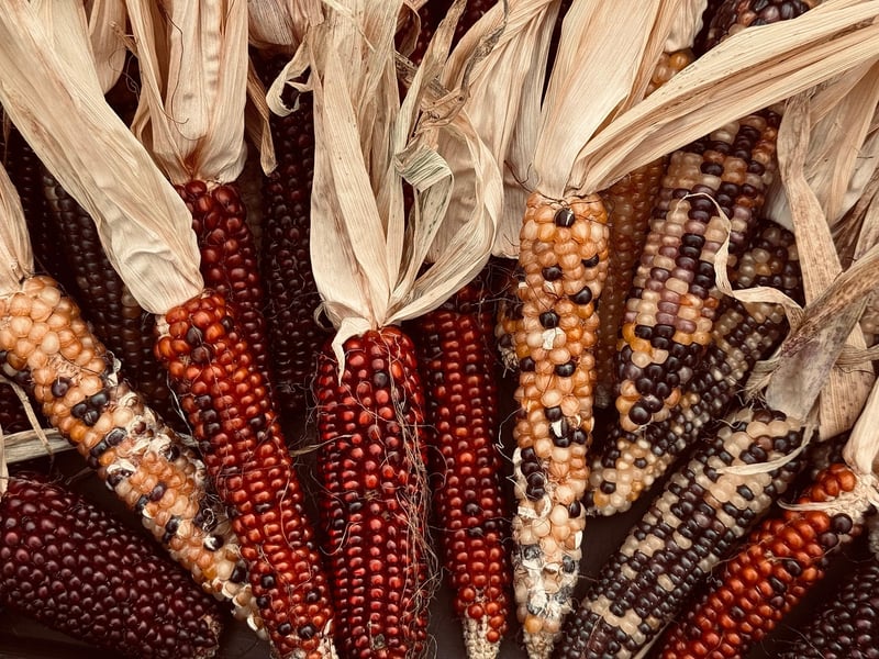 Magic Harvest