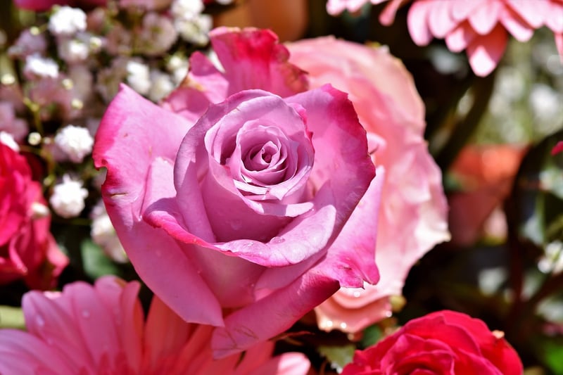 Starlight Blossom