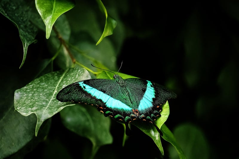 Glowleaf